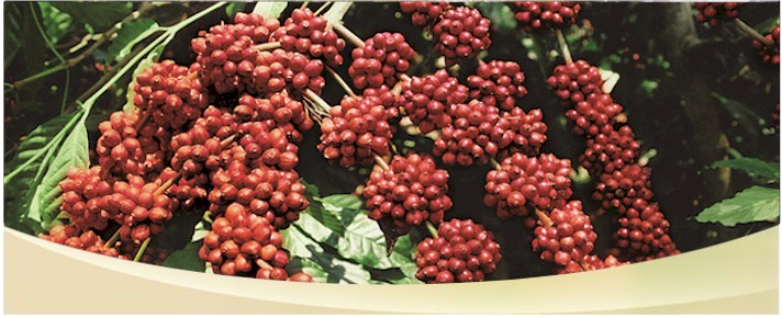Coffee ripe fruits