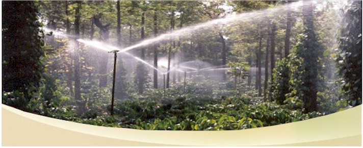 sprinkler irrigation in robusta coffee plantations